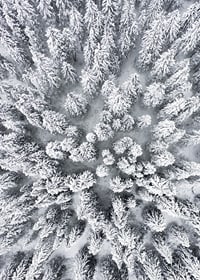 Aerial view of snow-covered spruce forest with densely standing treetops-7