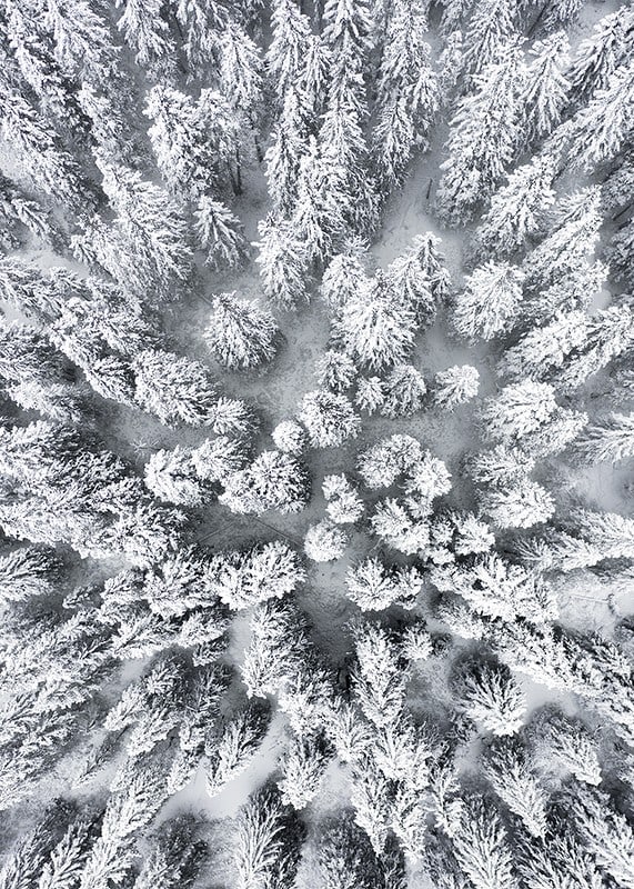 Aerial view of snow-covered spruce forest with densely standing treetops-12