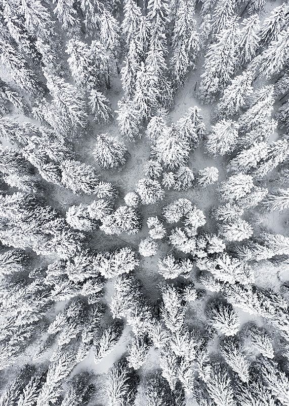 Snow Forest Aerial-12
