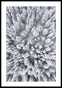 Aerial view of snow-covered spruce forest with densely standing treetops-0