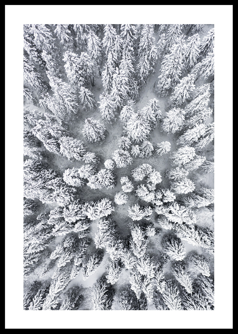 Aerial view of snow-covered spruce forest with densely standing treetops-12