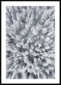 Snow Forest Aerial-0