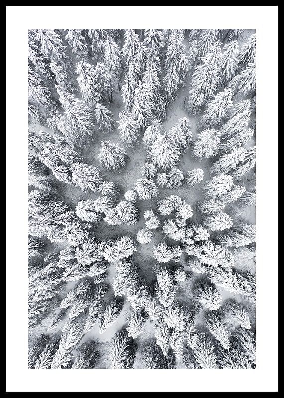 Snow Forest Aerial-12