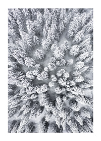 Aerial view of snow-covered spruce forest with densely standing treetops-1