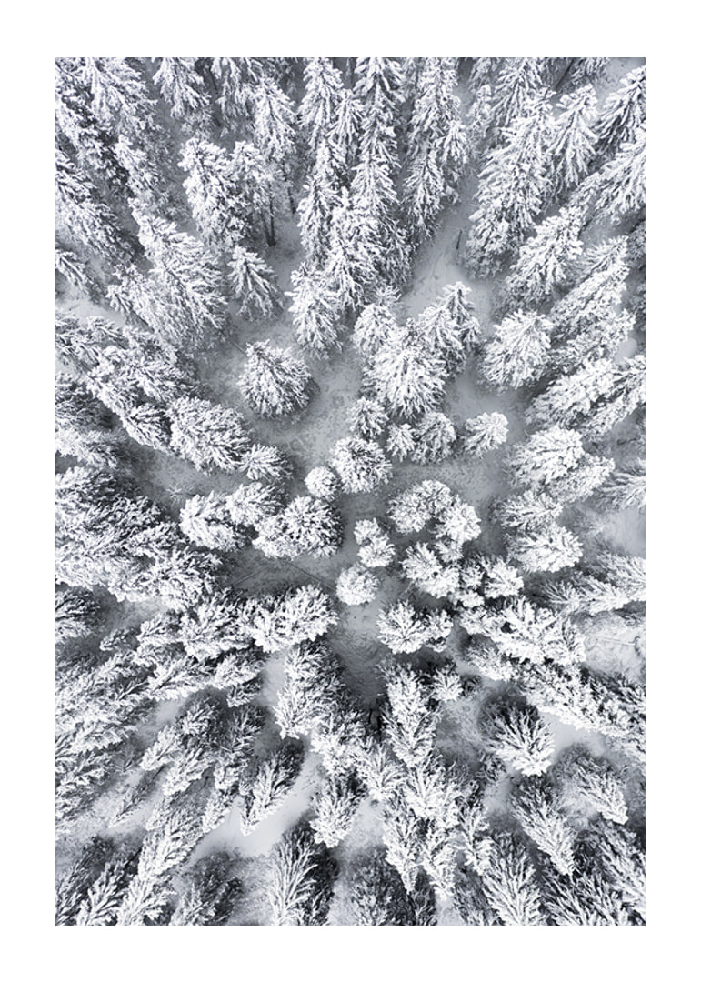 Aerial view of snow-covered spruce forest with densely standing treetops-12