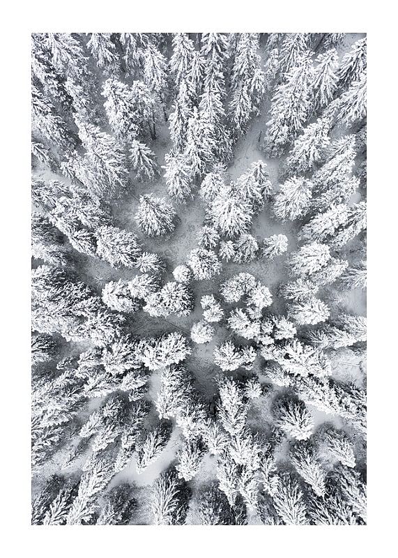 Plagát Snow Forest Aerial