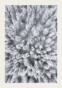 Ilmakuva lumen peittämästä kuusimetsästä tiheästi seisovien puiden latvustojen kanssa-3