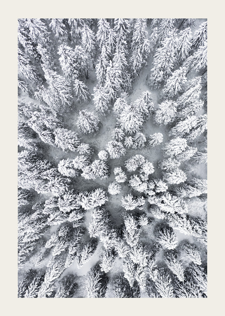 Ilmakuva lumen peittämästä kuusimetsästä tiheästi seisovien puiden latvustojen kanssa-12