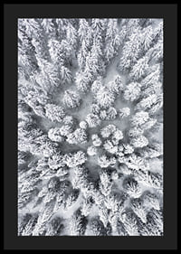 Aerial view of snow-covered spruce forest with densely standing treetops-4