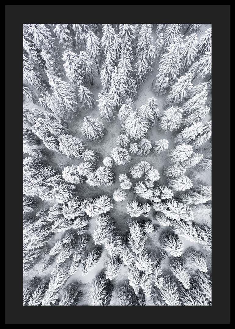 Aerial view of snow-covered spruce forest with densely standing treetops-12