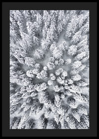 Ilmakuva lumen peittämästä kuusimetsästä tiheästi seisovien puiden latvustojen kanssa-4