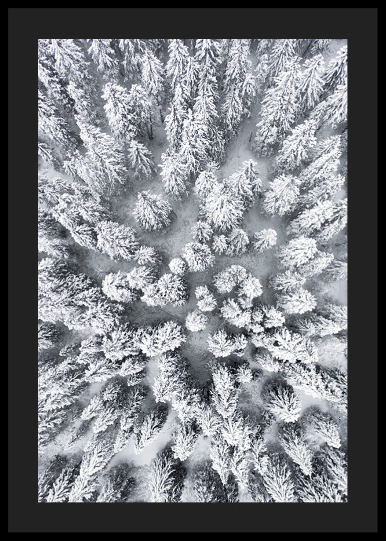 Ilmakuva lumen peittämästä kuusimetsästä tiheästi seisovien puiden latvustojen kanssa-12