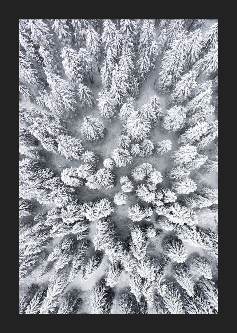Aerial view of snow-covered spruce forest with densely standing treetops-12