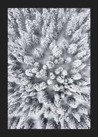 Ilmakuva lumen peittämästä kuusimetsästä tiheästi seisovien puiden latvustojen kanssa-5