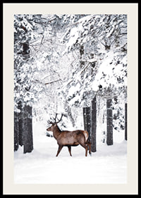 Photographic deer with large antlers in a snow-covered forest environment-2