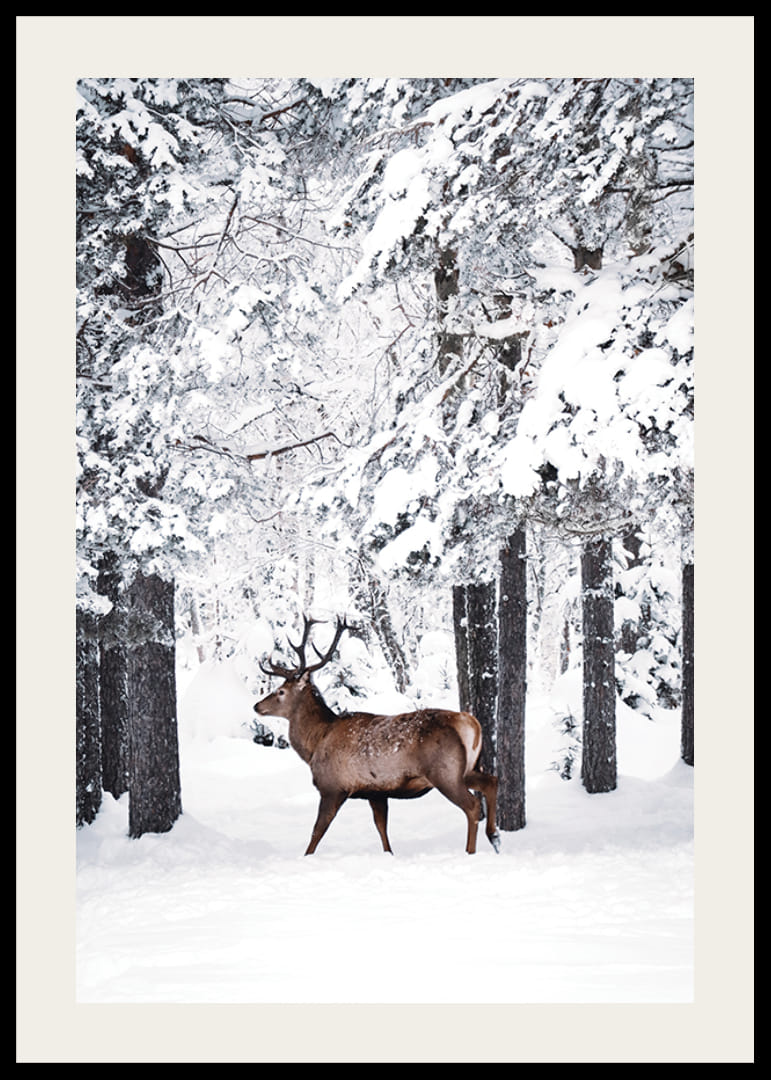 Valokuvaushirvi suurine sarvineen lumipeitteisessä metsäympäristössä-12