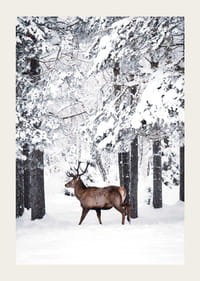 Valokuvaushirvi suurine sarvineen lumipeitteisessä metsäympäristössä-3