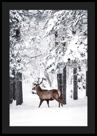 Valokuvaushirvi suurine sarvineen lumipeitteisessä metsäympäristössä-4