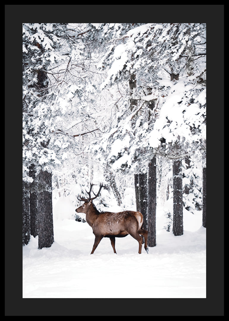 Valokuvaushirvi suurine sarvineen lumipeitteisessä metsäympäristössä-12