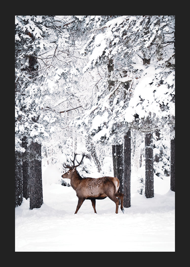 Valokuvaushirvi suurine sarvineen lumipeitteisessä metsäympäristössä-12