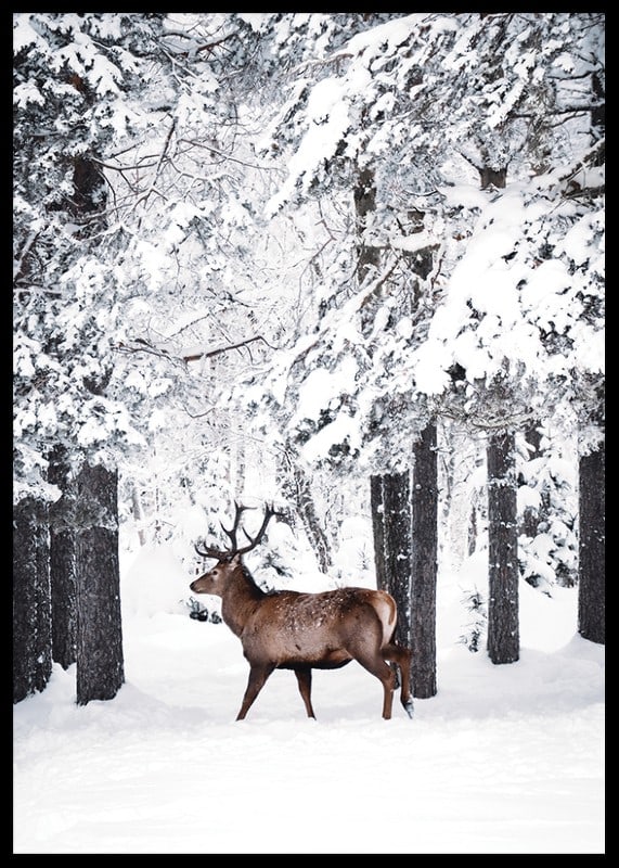 Photographic deer with large antlers in a snow-covered forest environment-12