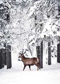Photographic deer with large antlers in a snow-covered forest environment-7