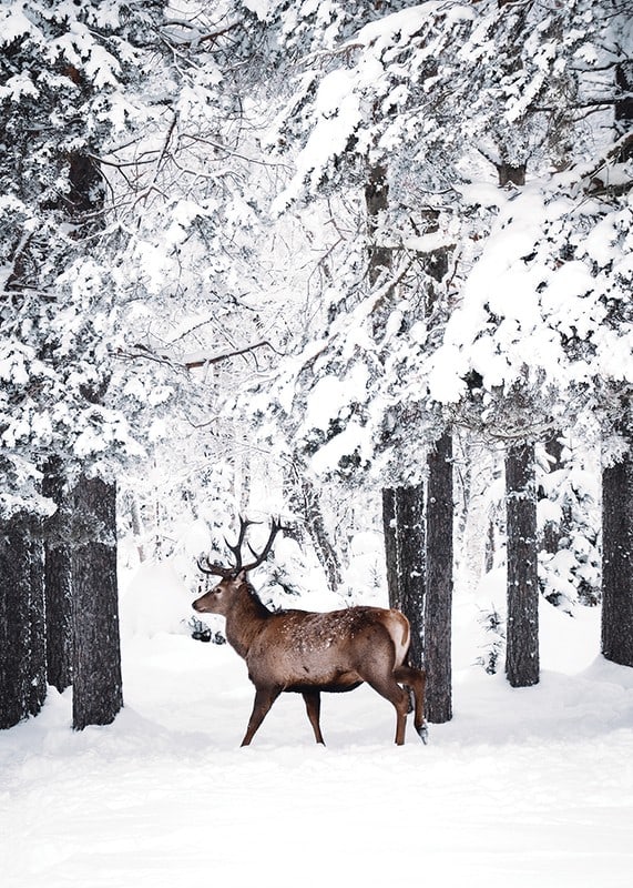 Photographic deer with large antlers in a snow-covered forest environment-12