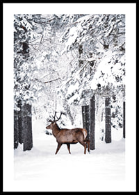 Photographic deer with large antlers in a snow-covered forest environment-0
