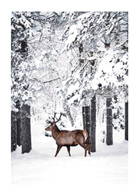 Photographic deer with large antlers in a snow-covered forest environment-1