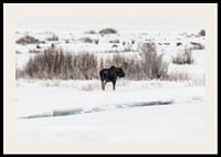 Photographic moose in snow-covered winter landscape with white tones-2