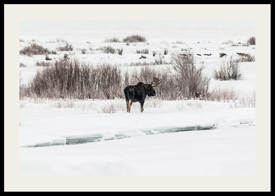 Photographic moose in snow-covered winter landscape with white tones-12