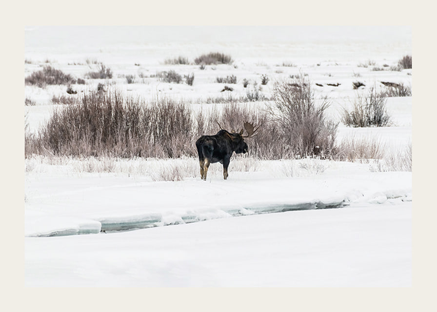 Photographic moose in snow-covered winter landscape with white tones-12