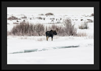 Photographic moose in snow-covered winter landscape with white tones-4