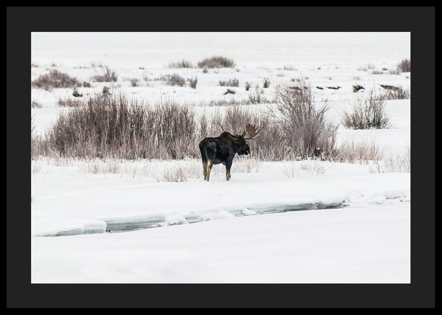 Fotografisk älg i snötäckt vinterlandskap med vita toner-12