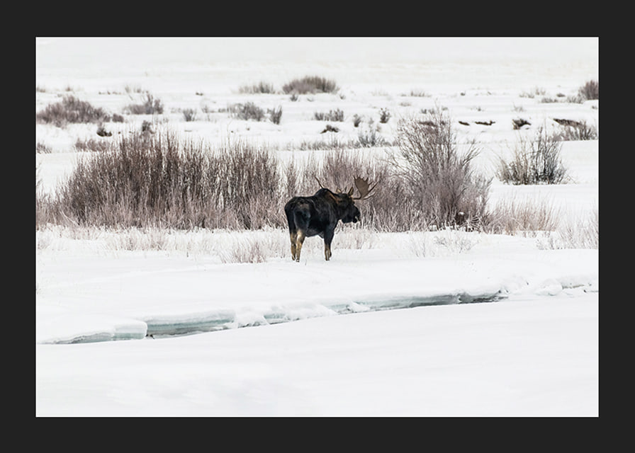 Photographic moose in snow-covered winter landscape with white tones-12