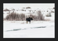 Fotografisk älg i snötäckt vinterlandskap med vita toner-5