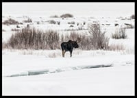 Photographic moose in snow-covered winter landscape with white tones-6