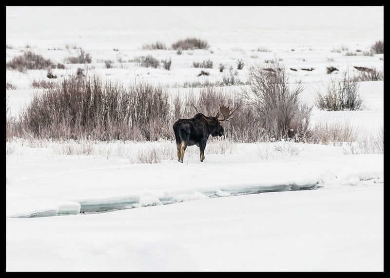 Photographic moose in snow-covered winter landscape with white tones-12