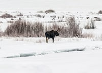 Photographic moose in snow-covered winter landscape with white tones-7