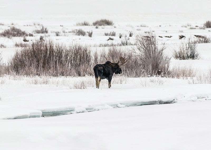 Photographic moose in snow-covered winter landscape with white tones-12