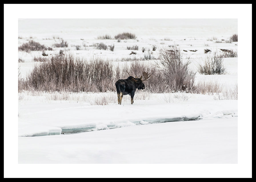 Photographic moose in snow-covered winter landscape with white tones-12