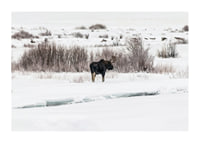 Photographic moose in snow-covered winter landscape with white tones-1