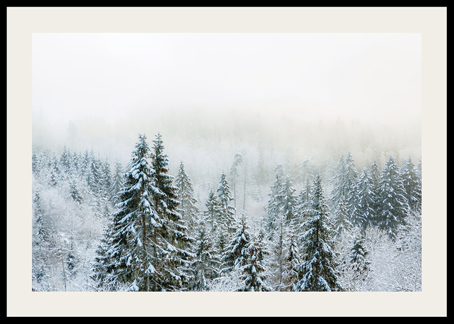 Photograph of snow-covered fir trees in foggy winter landscape-12