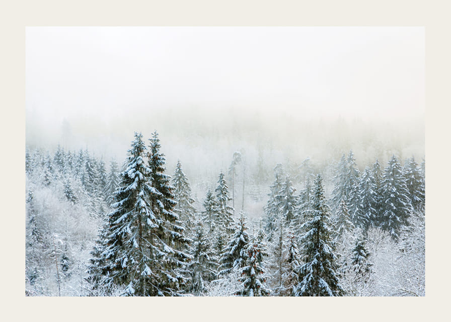 Hóval borított fenyőfák fényképe ködös téli tájban-12