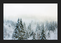 Photograph of snow-covered fir trees in foggy winter landscape-5