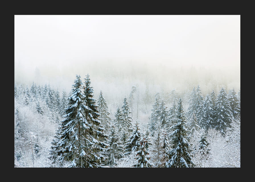 Hóval borított fenyőfák fényképe ködös téli tájban-12