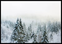 Photograph of snow-covered fir trees in foggy winter landscape-6
