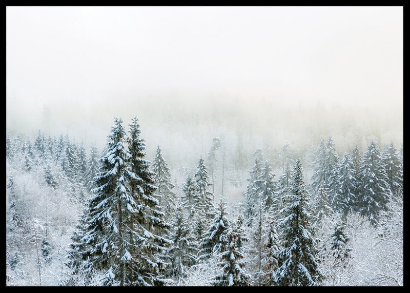 Photograph of snow-covered fir trees in foggy winter landscape-12