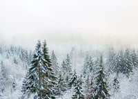 Photograph of snow-covered fir trees in foggy winter landscape-7
