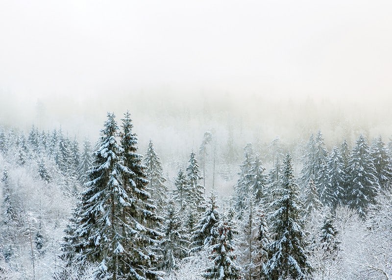 Photograph of snow-covered fir trees in foggy winter landscape-12